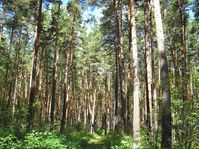Памятник природы Курганской области - Кировский бор — Фото Алексея Канунникова. 2009