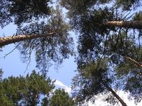 Памятник природы Курганской области - Кировский бор — Фото Алексея Канунникова. 2009