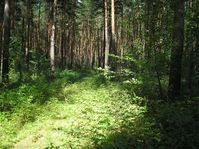 Памятник природы Курганской области - Кировский бор — Фото Алексея Канунникова. 2009