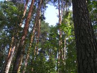 Памятник природы Курганской области - Кировский бор — Фото Алексея Канунникова. 2009