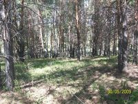 Лес на Гагановских горах — Фото Алексея Канунникова. 2009.